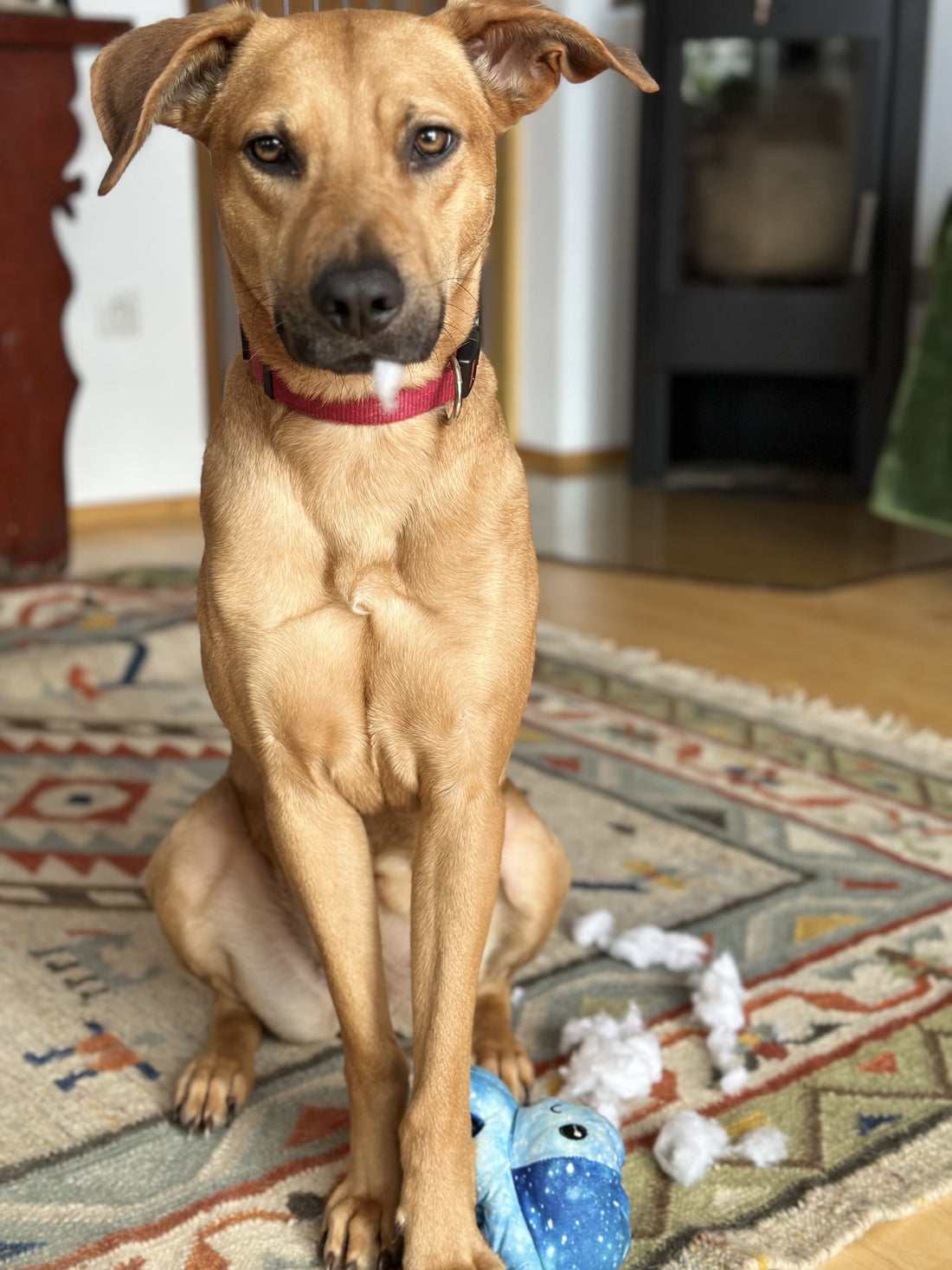 10 Gründe, warum Hunde plastikfreies Spielzeug nutzen sollten?