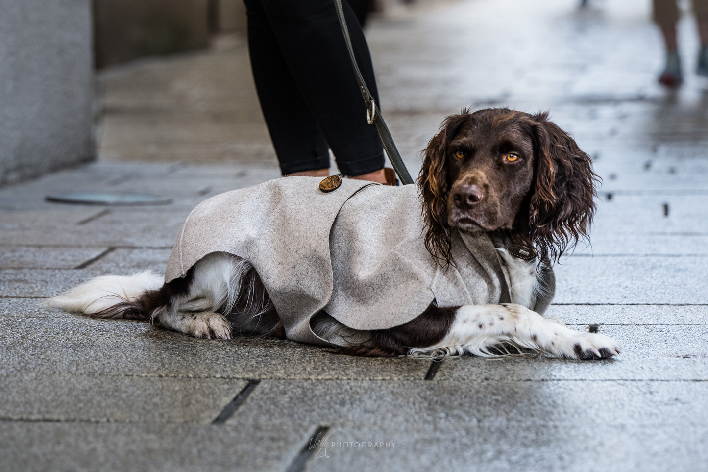 Bella's Pelerine | Loden coat dog